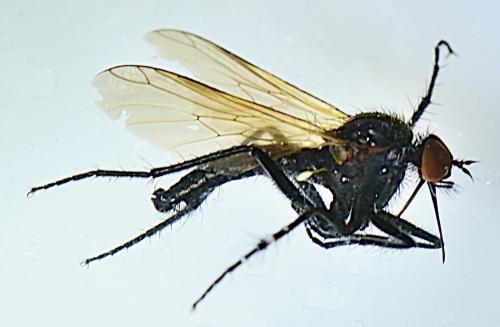 Empis sericans
